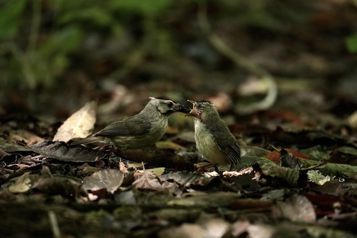 Taiwan Yuhina - ML642463457