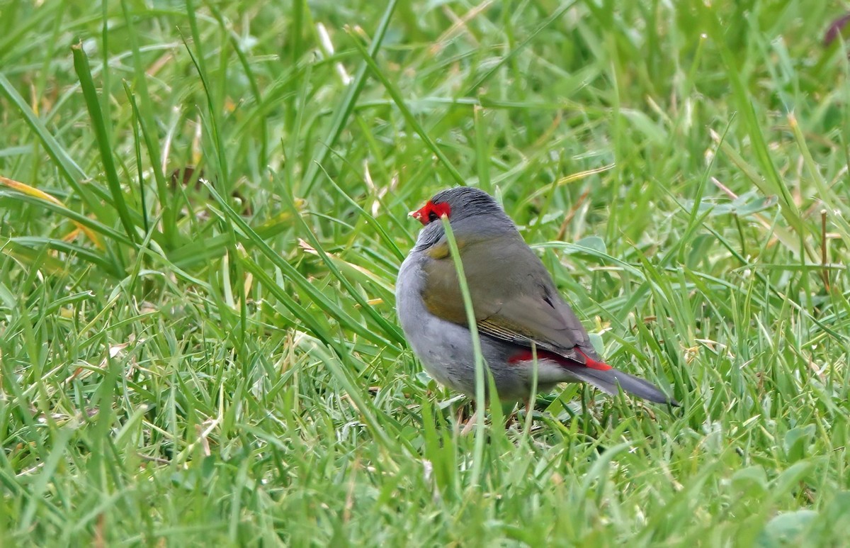 フヨウチョウ - ML642463459