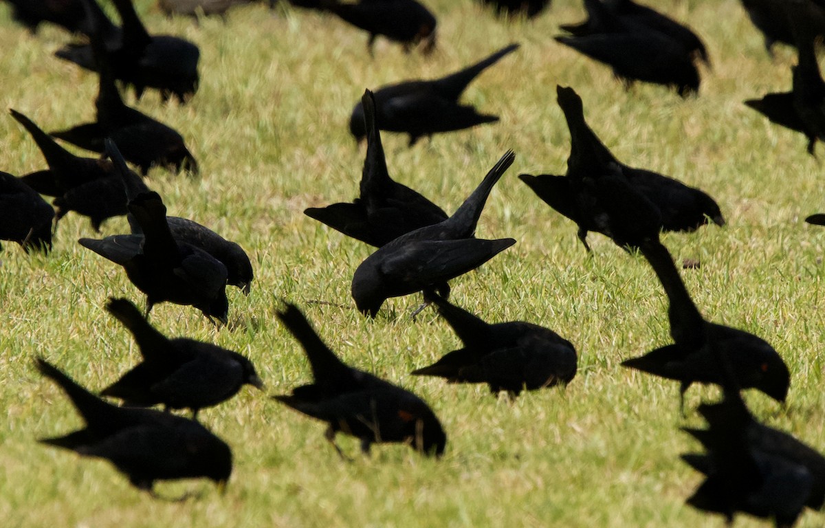 Red-winged Blackbird (California Bicolored) - ML642463461