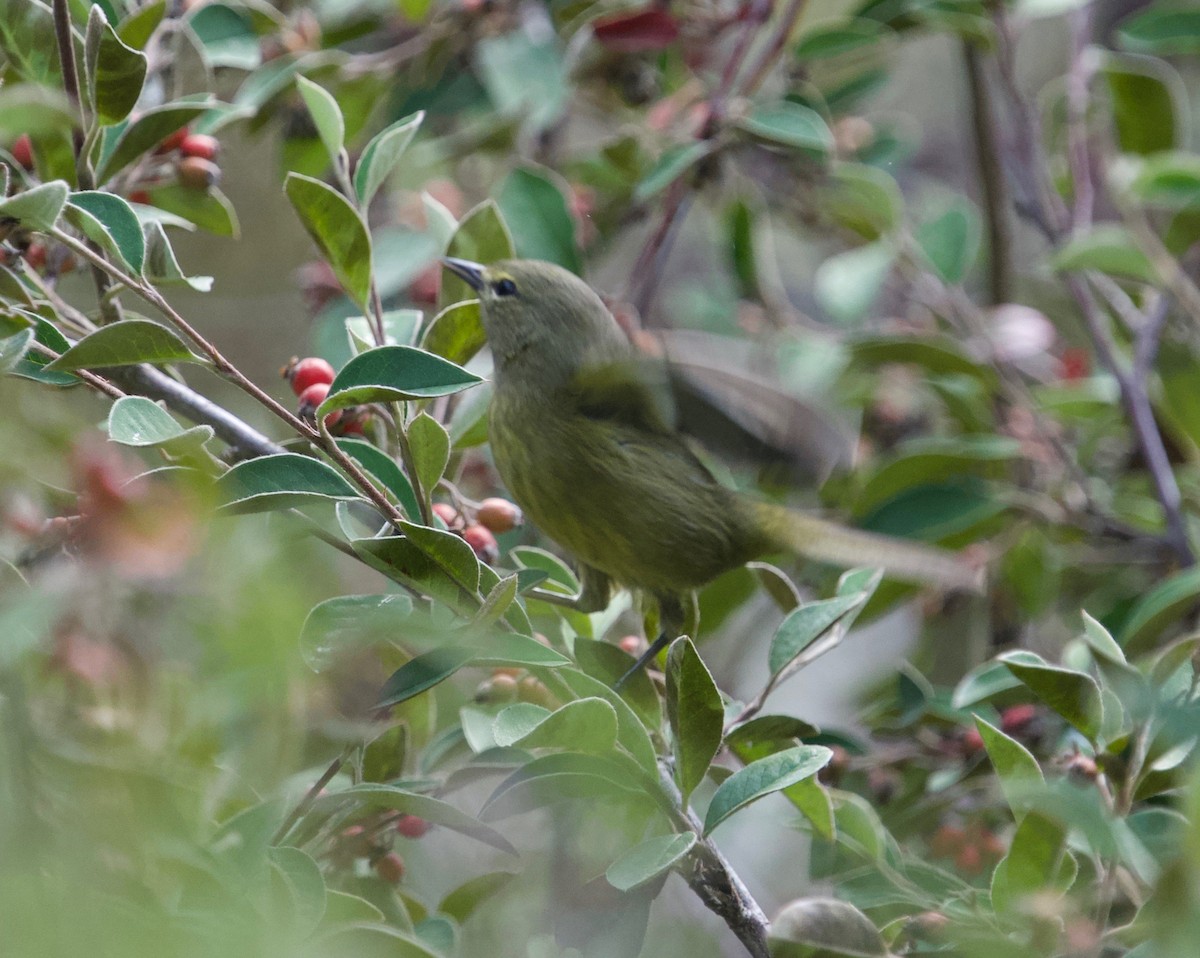 Orange-crowned Warbler - ML642463478