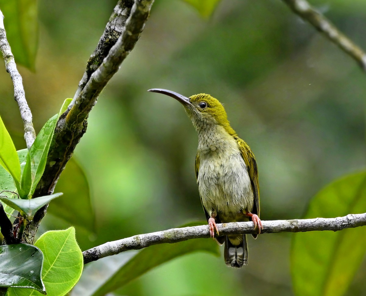 Gray-breasted Spiderhunter - ML642463511