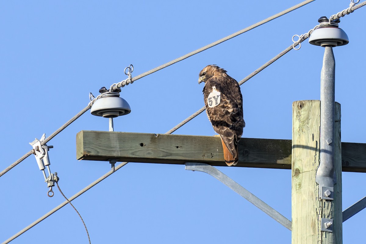 Red-tailed Hawk (calurus/alascensis) - ML642463512