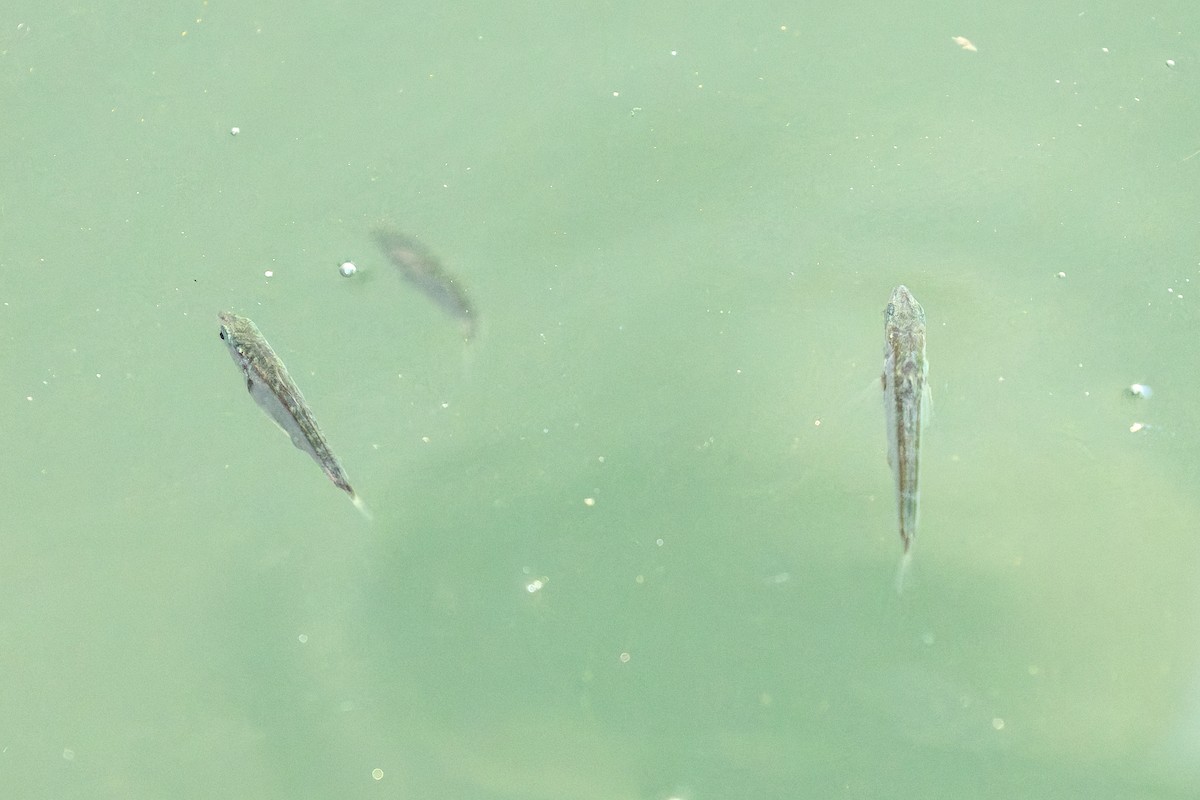 Three-spined Stickleback - ML642463517