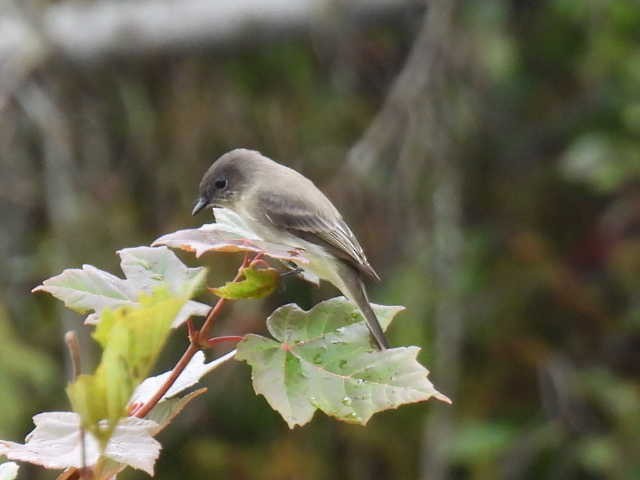 Eastern Phoebe - ML642463522