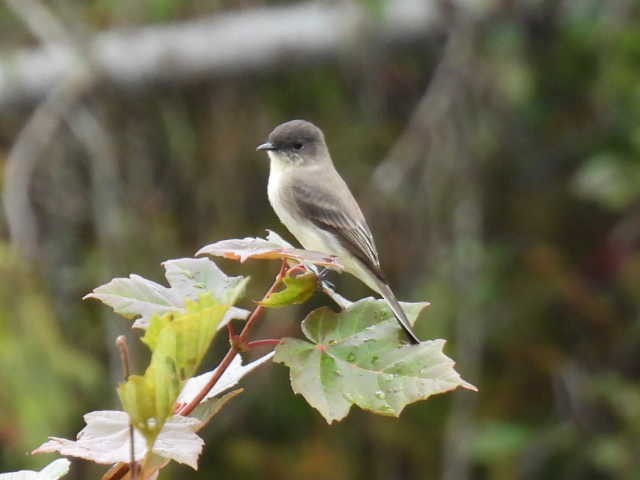Eastern Phoebe - ML642463523