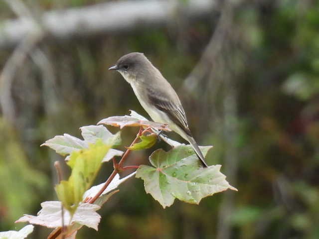 Eastern Phoebe - ML642463524