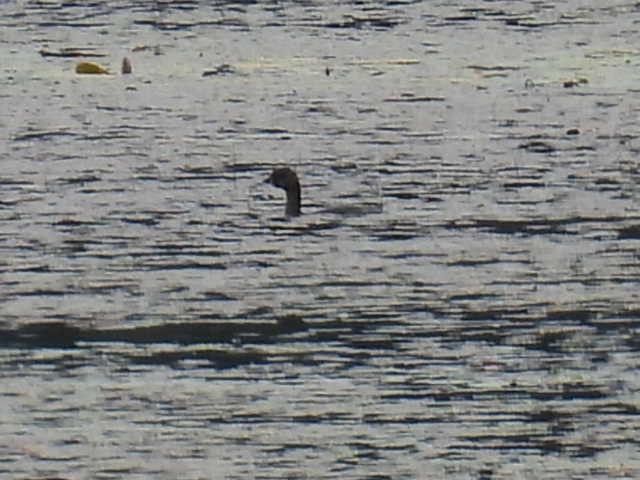 Pied-billed Grebe - ML642463532