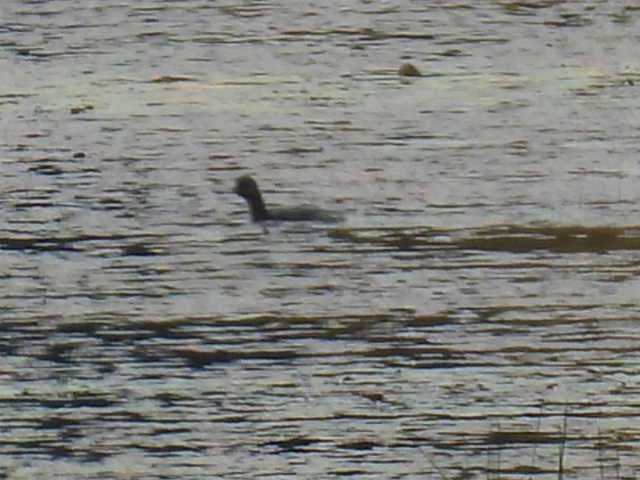 Pied-billed Grebe - ML642463533