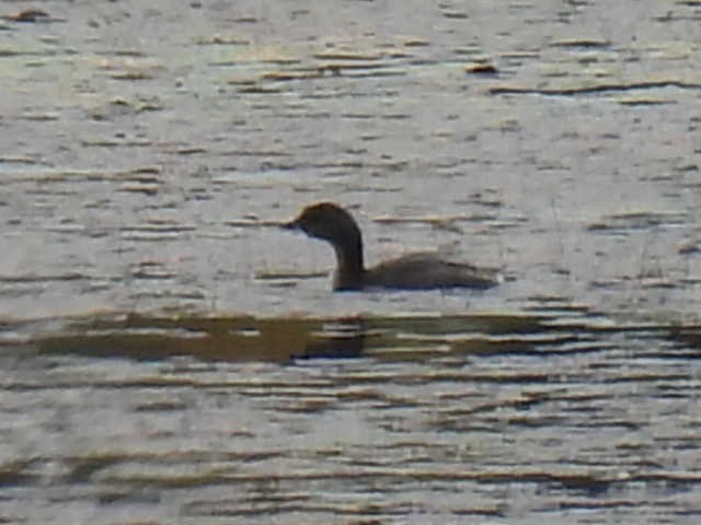 Pied-billed Grebe - ML642463534