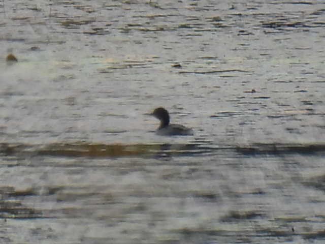 Pied-billed Grebe - ML642463535