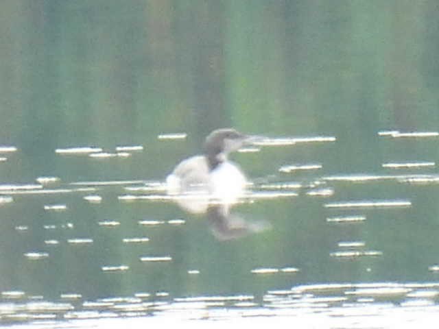 Common Loon - ML642463541
