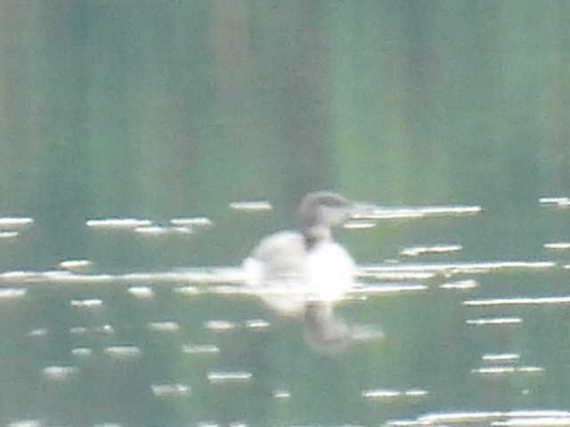 Common Loon - ML642463542