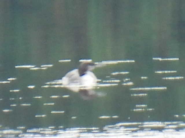 Common Loon - ML642463543