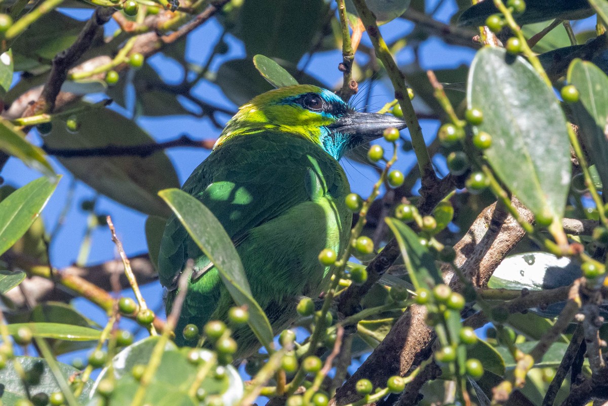 Golden-naped Barbet - ML642463544