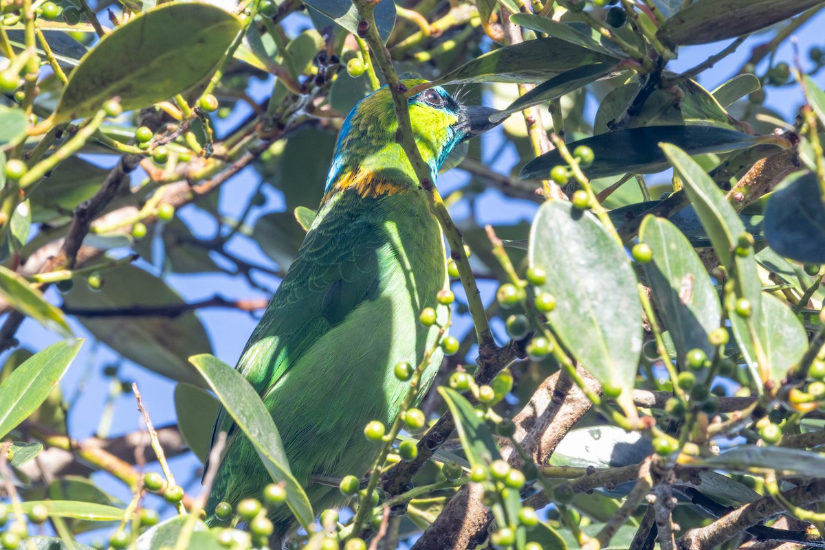 Golden-naped Barbet - ML642463545