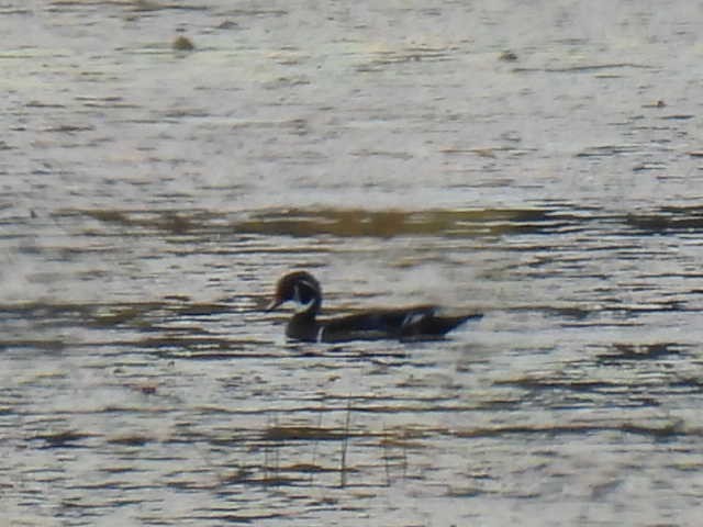 Wood Duck - ML642463555