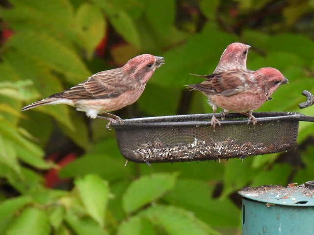Purple Finch - ML642463558