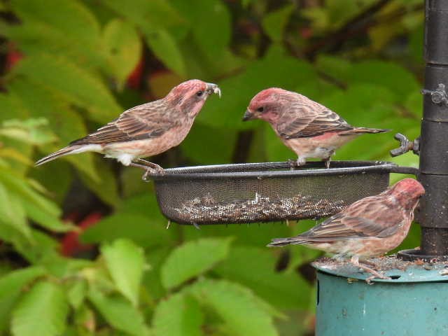 Purple Finch - ML642463559
