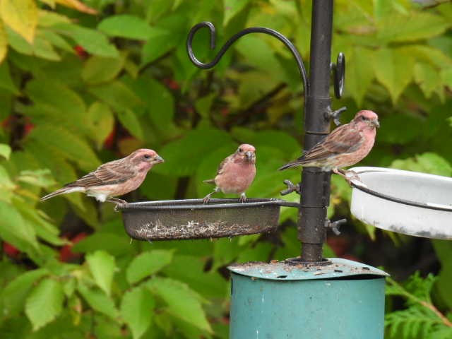 Purple Finch - ML642463560