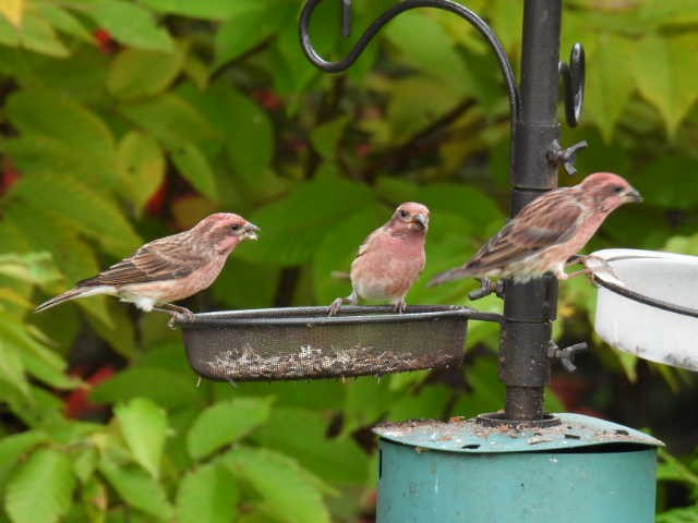 Purple Finch - ML642463561