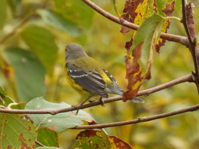 Magnolia Warbler - ML642463569
