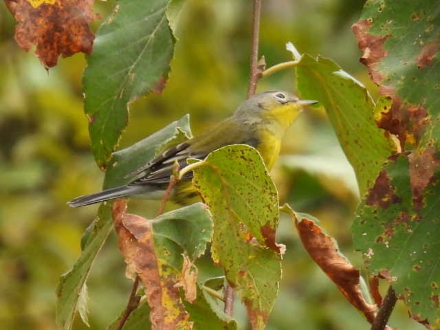 Magnolia Warbler - ML642463570