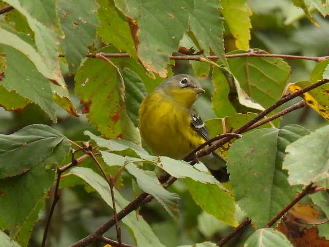 Magnolia Warbler - ML642463571