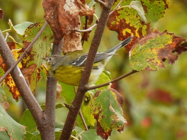 Magnolia Warbler - ML642463572