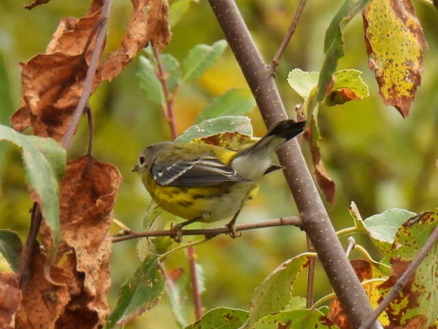 Magnolia Warbler - ML642463573