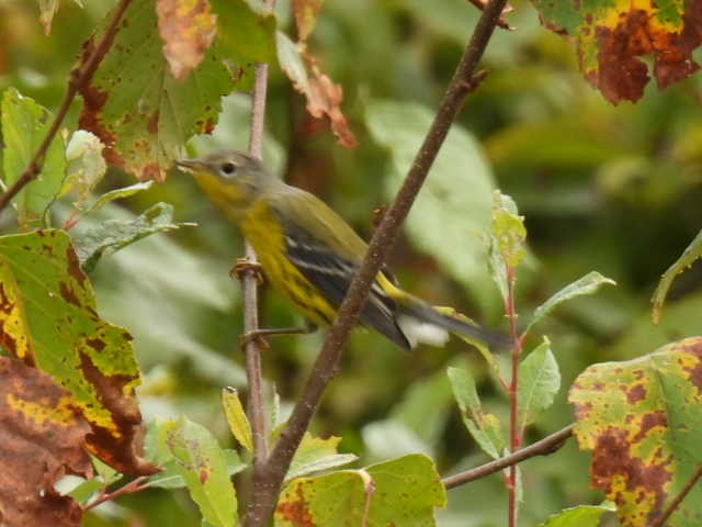 Magnolia Warbler - ML642463574