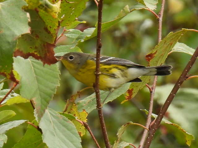 Magnolia Warbler - ML642463575