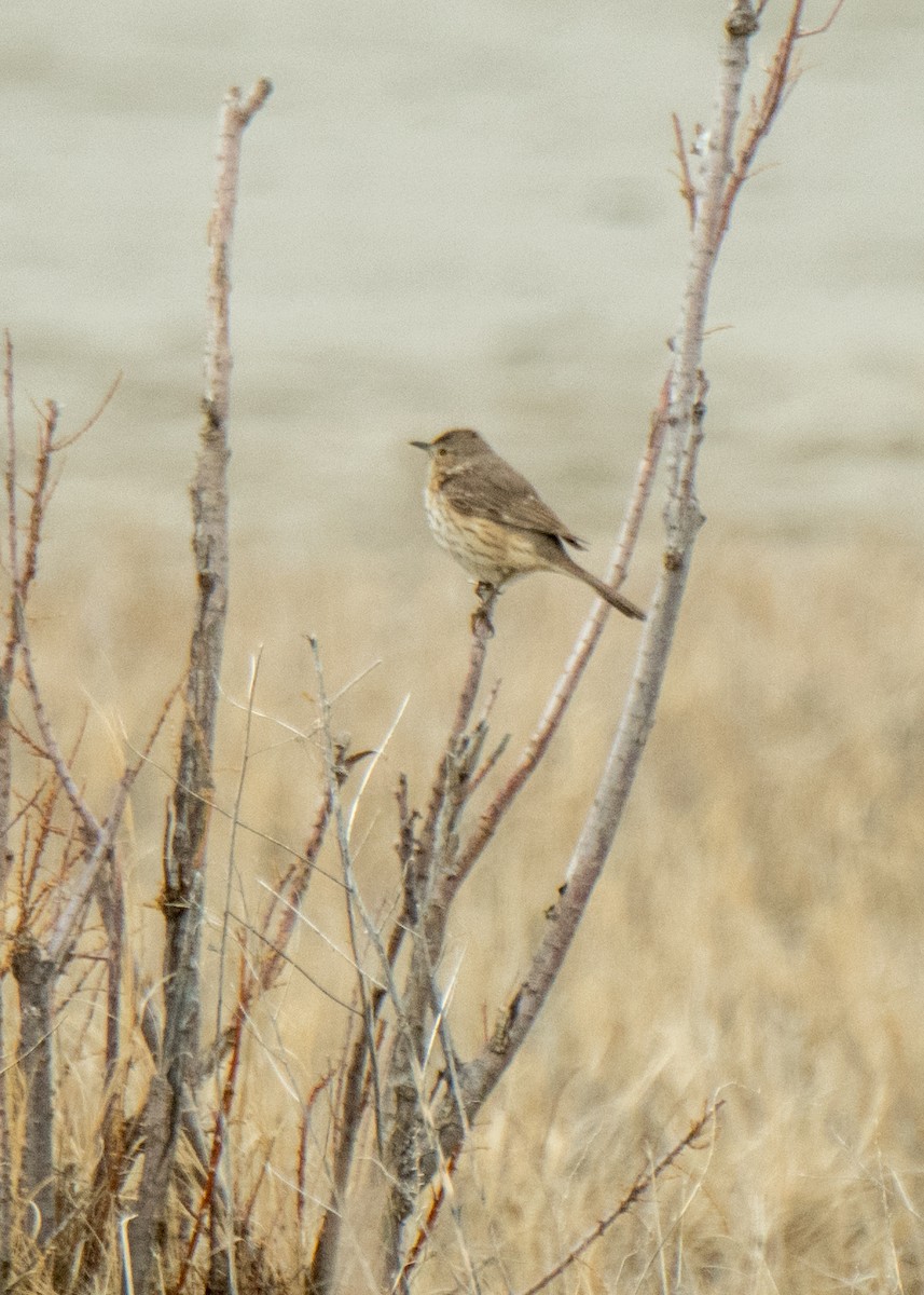 Sage Thrasher - ML642463580