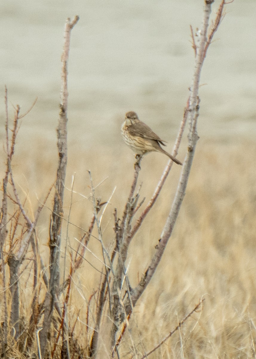 Sage Thrasher - ML642463581