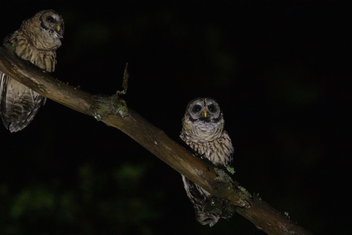 Fulvous Owl - ML642463583