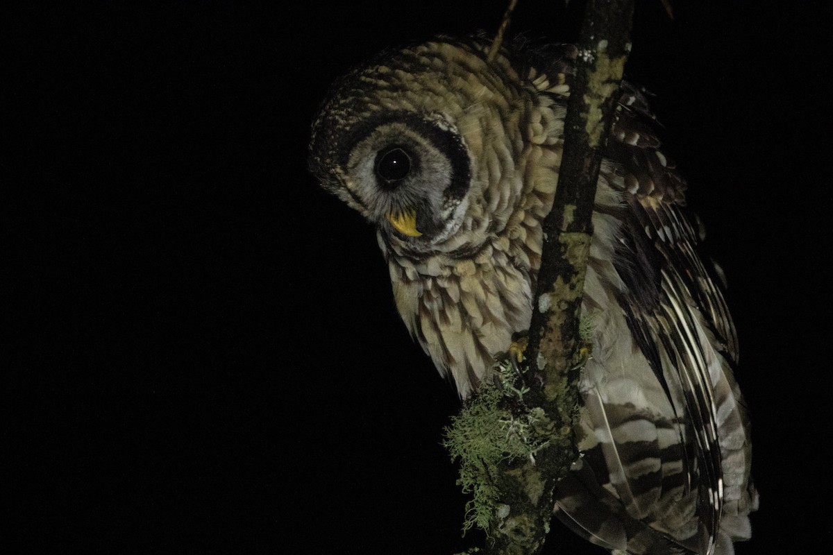 Fulvous Owl - ML642463584