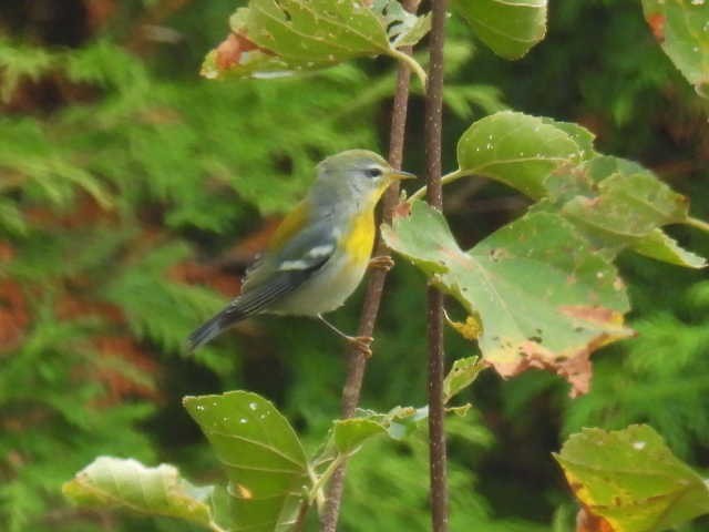 Northern Parula - ML642463588
