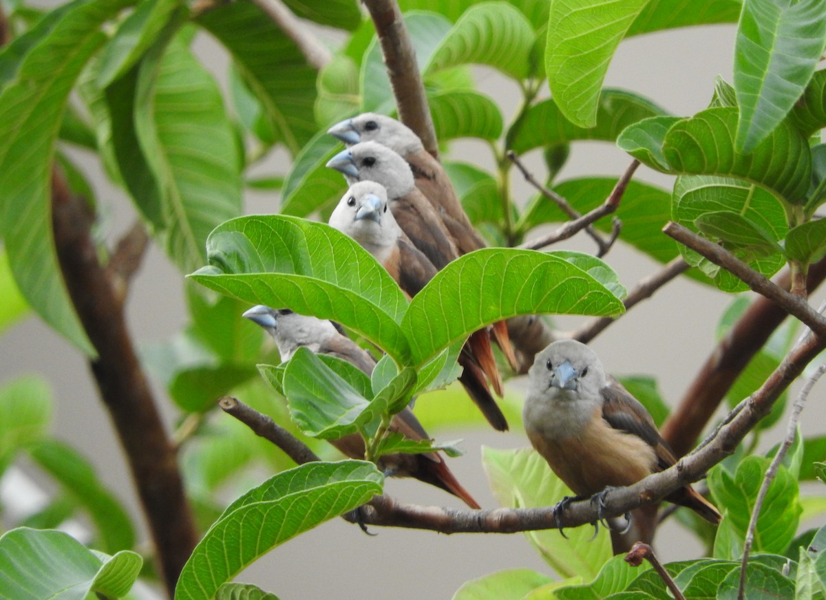 Pale-headed Munia - Sandy Gayasih