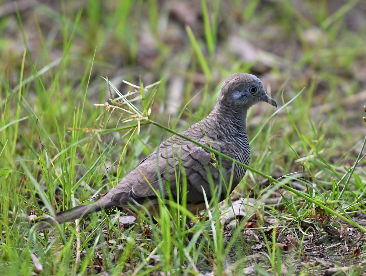 Zebra Dove - ML642463610