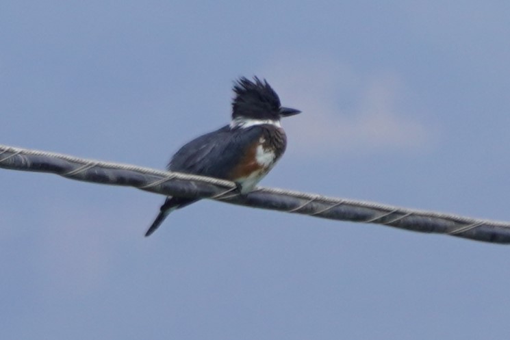 Martin-pêcheur d'Amérique - ML642463628