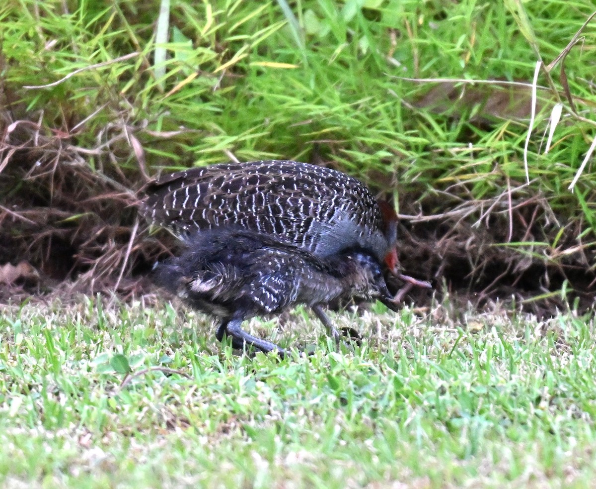 Râle strié - ML642463650