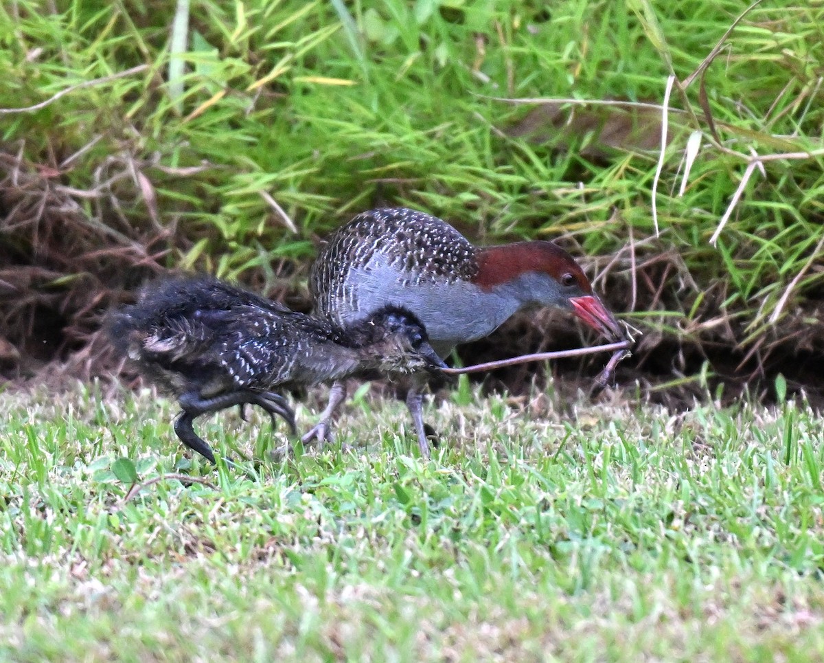 Râle strié - ML642463651