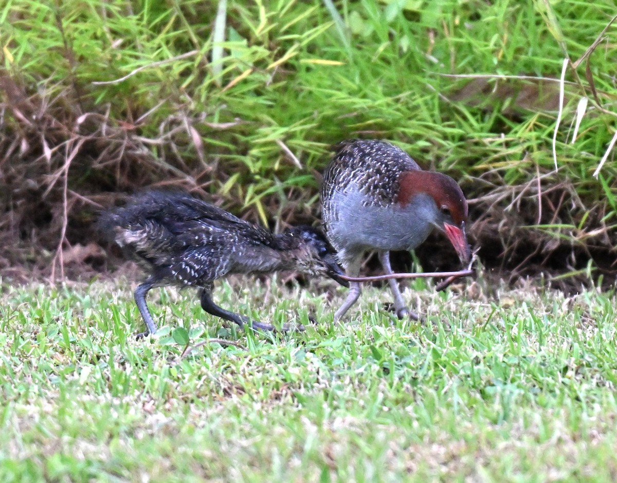 Râle strié - ML642463652