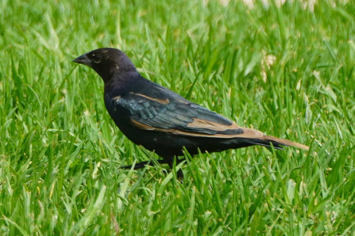 Vacher à tête brune - ML642463658