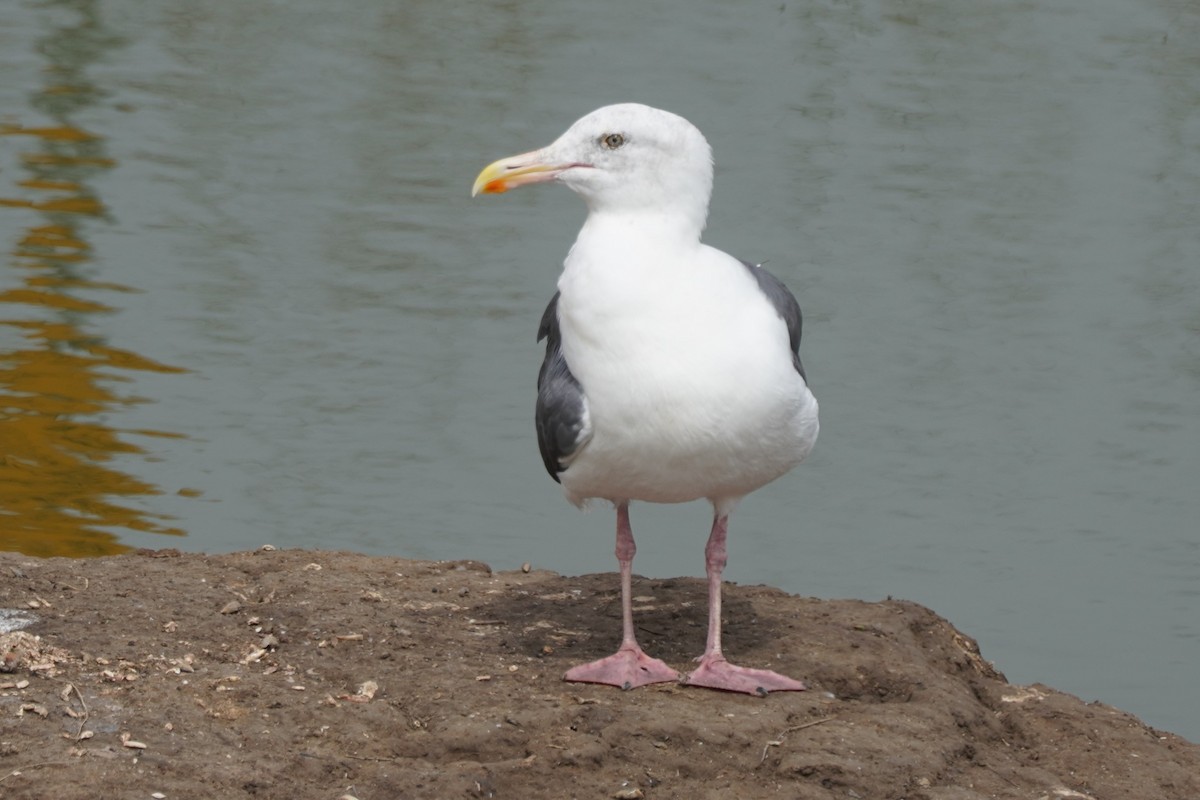 Goéland d'Audubon - ML642463672