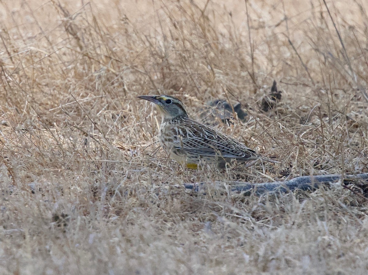Western Meadowlark - ML642463680