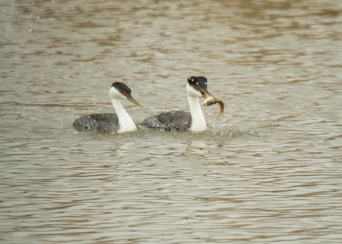 Western/Clark's Grebe - ML642463681