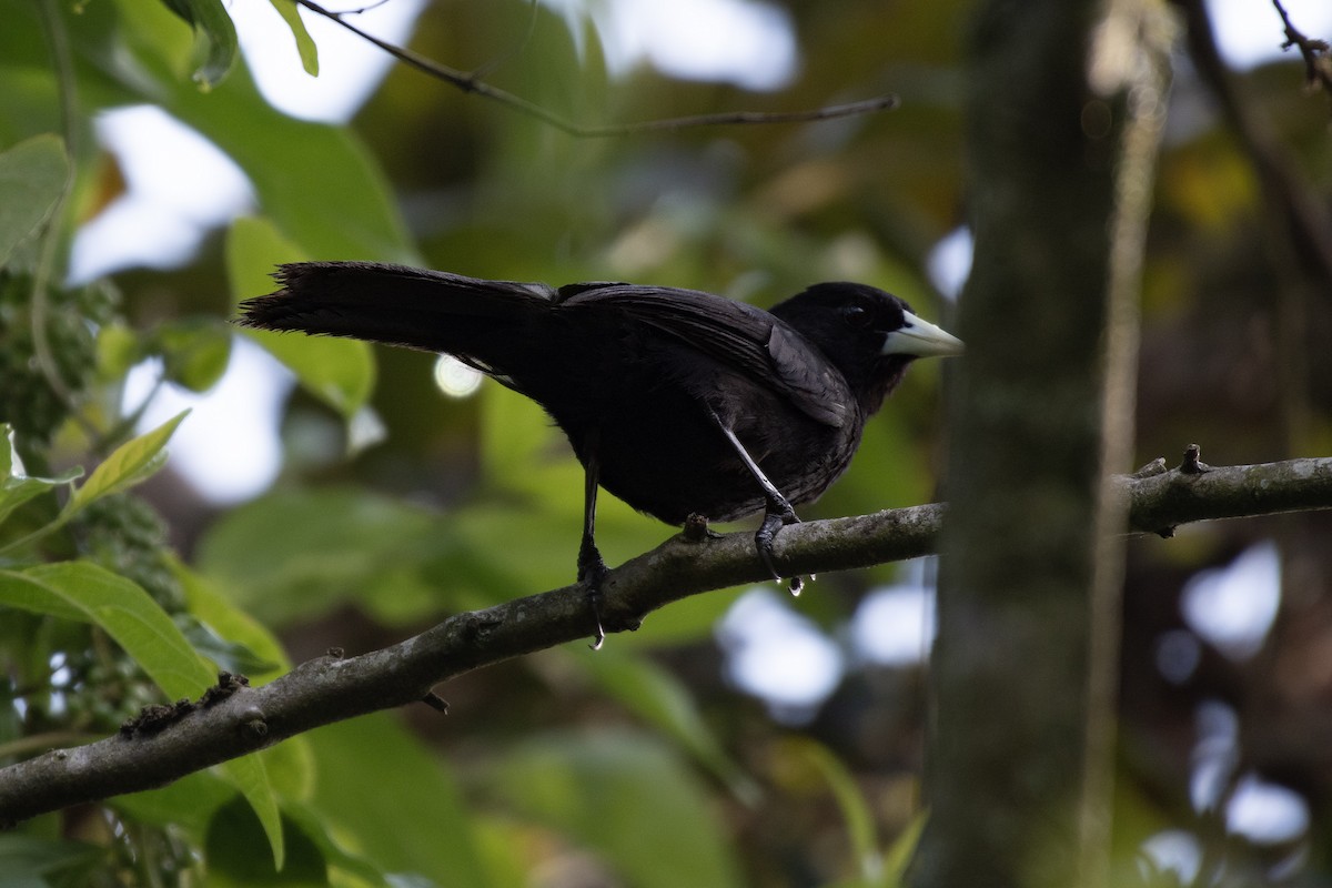 Solitary Black Cacique - ML642463689