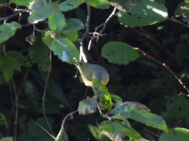 Nashville Warbler - ML642463696