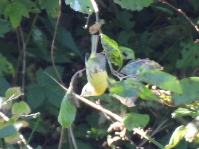 Nashville Warbler - ML642463698