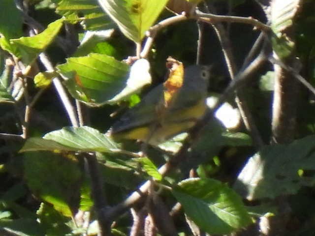 Nashville Warbler - ML642463699